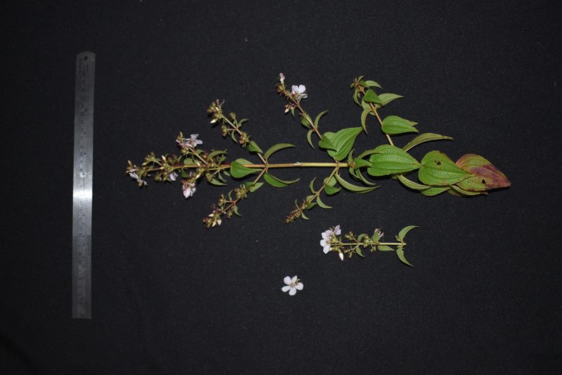 Rhynchanthera cordata, photographed by Círculo de Investigación en Taxonomía, Florística y Ecología Vegetal