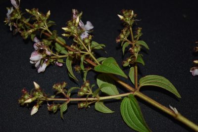 Rhynchanthera cordata, photographed by Círculo de Investigación en Taxonomía, Florística y Ecología Vegetal