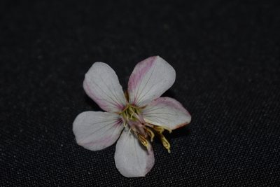 Rhynchanthera cordata, photographed by Círculo de Investigación en Taxonomía, Florística y Ecología Vegetal