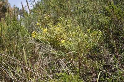 Hypericum canariense, photographed by Tony Rebelo
