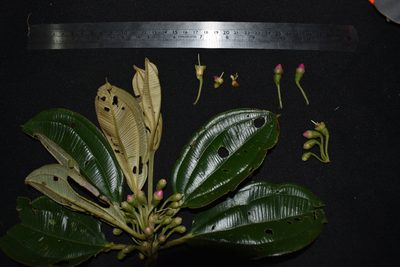 Blakea multiflora, photographed by Círculo de Investigación en Taxonomía, Florística y Ecología Vegetal