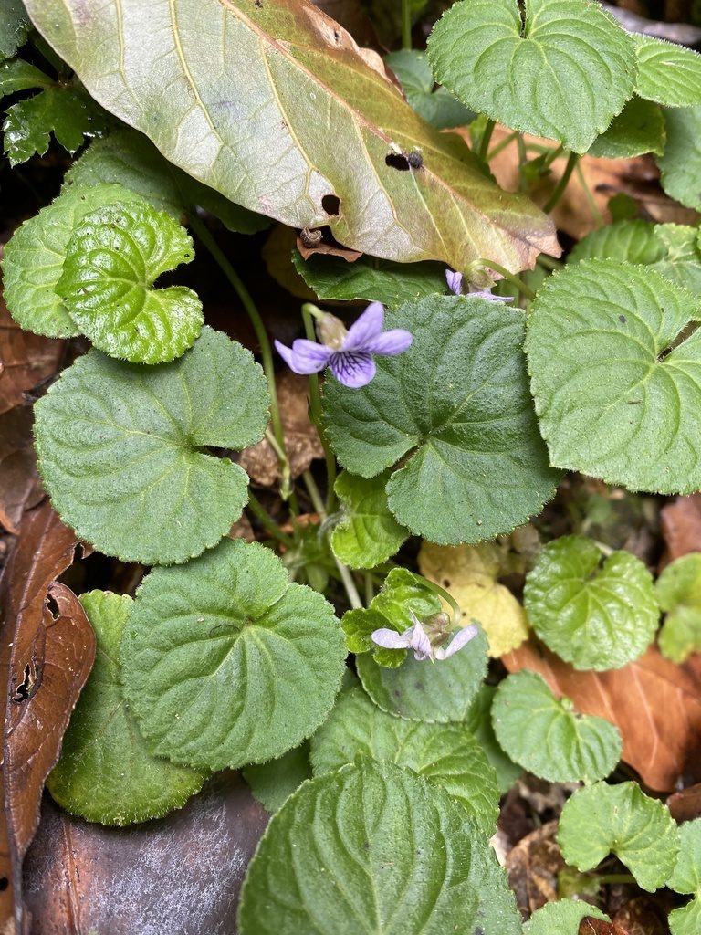 Viola guatemalensis, photographed by Emily Franzen