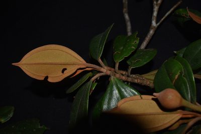 Blakea paludosa, photographed by Círculo de Investigación en Taxonomía, Florística y Ecología Vegetal