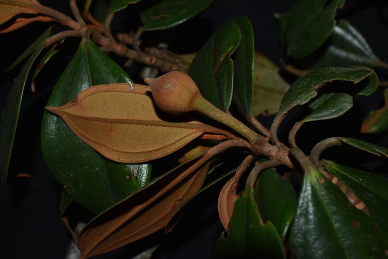 Blakea paludosa, photographed by Círculo de Investigación en Taxonomía, Florística y Ecología Vegetal