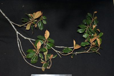 Blakea paludosa, photographed by Círculo de Investigación en Taxonomía, Florística y Ecología Vegetal
