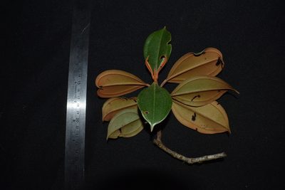 Blakea paludosa, photographed by Círculo de Investigación en Taxonomía, Florística y Ecología Vegetal