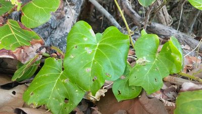 Ipomoea violacea, photographed by wverhoeven