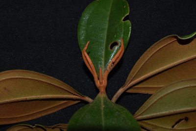 Blakea paludosa, photographed by Círculo de Investigación en Taxonomía, Florística y Ecología Vegetal