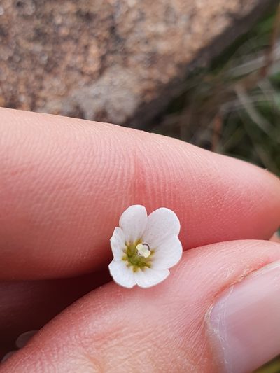 Forstera purpurata, photographed by Danielle Munster