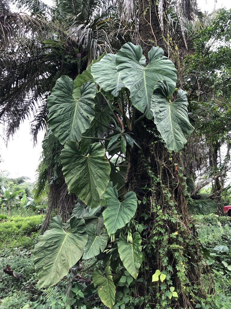 Philodendron dodsonii, photographed by Skjold Søndergaard