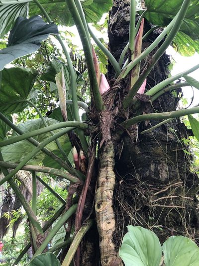 Philodendron dodsonii, photographed by Skjold Søndergaard