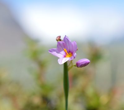 Olsynium junceum, photographed by E Santos Ortega
