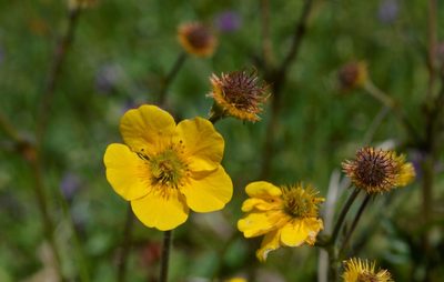 Geum magellanicum, photographed by E Santos Ortega