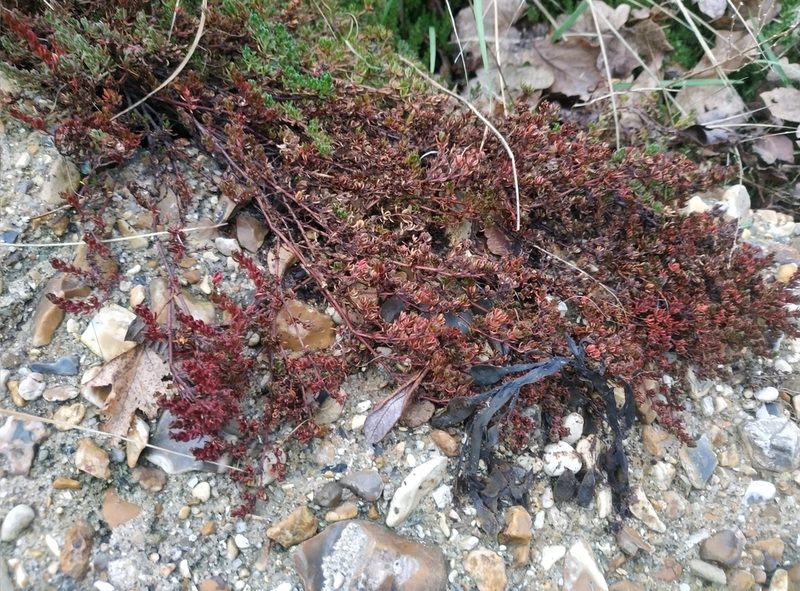 Frankenia laevis, photographed by Tim Johnson