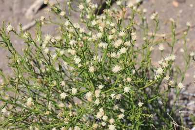 Baccharis darwinii, photographed by Romi Galeota Lencina