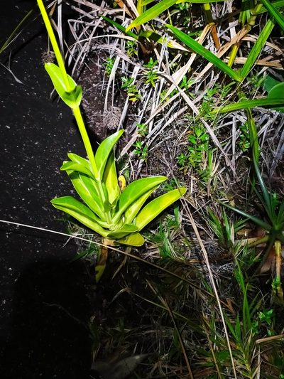 Chelonanthus hamatus, photographed by Guillaume Delaitre