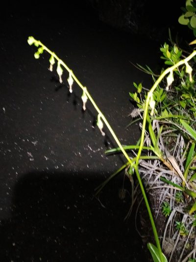 Chelonanthus hamatus, photographed by Guillaume Delaitre