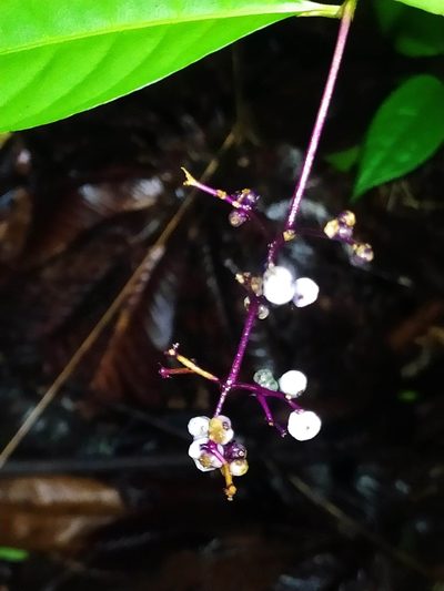 Palicourea deflexa, photographed by Guillaume Delaitre