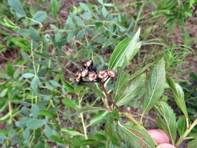 Ceanothus herbaceus, photographed by Annika Lindqvist