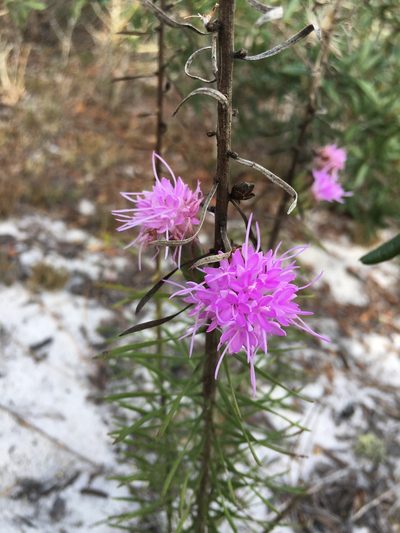Liatris ohlingerae