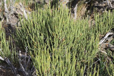 Ephedra chilensis, photographed by Romi Galeota Lencina
