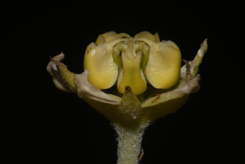 Asclepias arenaria, photographed by Brian Finzel