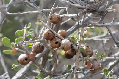 Schinus johnstonii, photographed by Romi Galeota Lencina