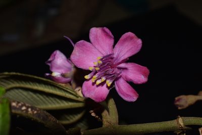 Meriania weberbaueri, photographed by Círculo de Investigación en Taxonomía, Florística y Ecología Vegetal