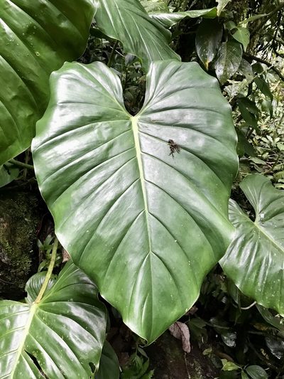 Philodendron schottianum, photographed by Rose Zappa