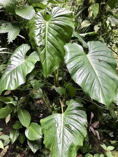 Philodendron schottianum, photographed by Rose Zappa