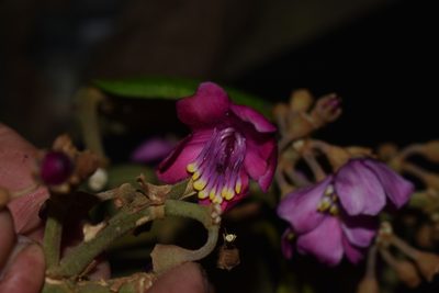 Meriania weberbaueri, photographed by Círculo de Investigación en Taxonomía, Florística y Ecología Vegetal