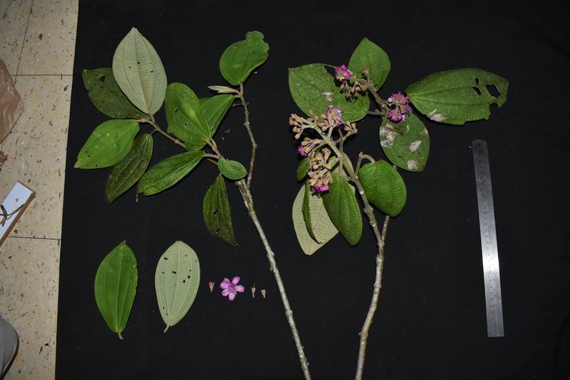 Meriania weberbaueri, photographed by Círculo de Investigación en Taxonomía, Florística y Ecología Vegetal