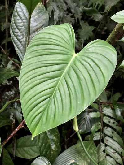Philodendron thalassicum, photographed by Rose Zappa