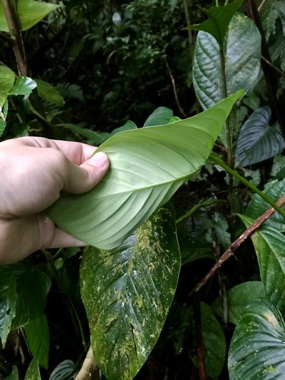Philodendron thalassicum, photographed by Rose Zappa