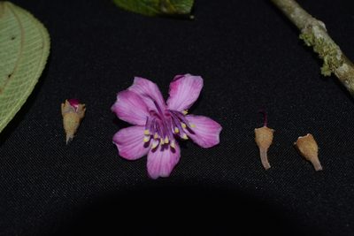 Meriania weberbaueri, photographed by Círculo de Investigación en Taxonomía, Florística y Ecología Vegetal
