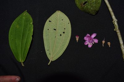 Meriania weberbaueri, photographed by Círculo de Investigación en Taxonomía, Florística y Ecología Vegetal