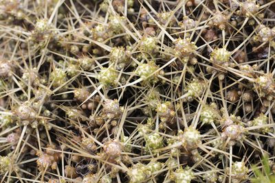 Maihuenia patagonica, photographed by Romi Galeota Lencina