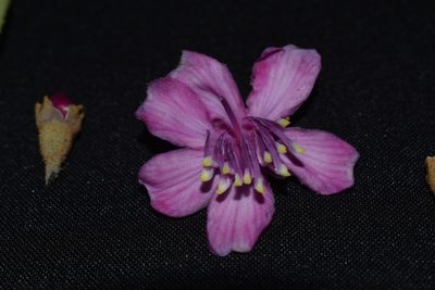 Meriania weberbaueri, photographed by Círculo de Investigación en Taxonomía, Florística y Ecología Vegetal