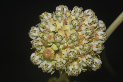 Asclepias engelmanniana, photographed by Brian Finzel