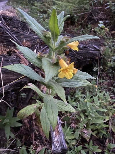 Hemichaena fruticosa, photographed by Emily Franzen