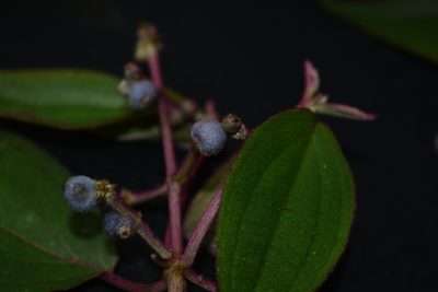 Miconia polytopica, photographed by Círculo de Investigación en Taxonomía, Florística y Ecología Vegetal