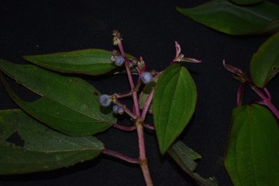 Miconia polytopica, photographed by Círculo de Investigación en Taxonomía, Florística y Ecología Vegetal