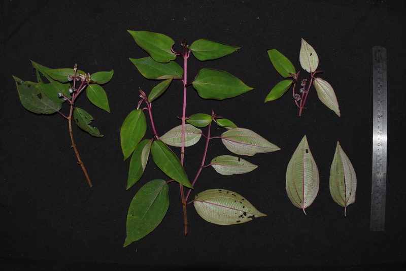 Miconia polytopica, photographed by Círculo de Investigación en Taxonomía, Florística y Ecología Vegetal