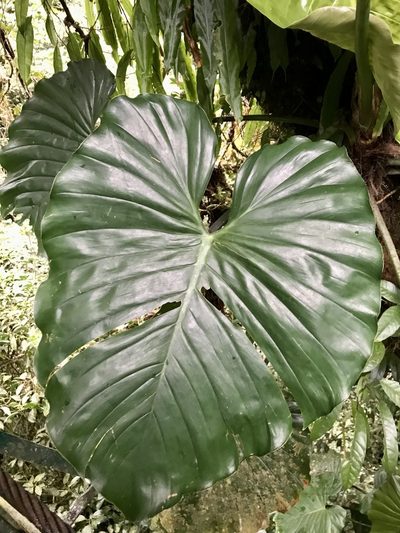 Philodendron schottianum, photographed by Rose Zappa