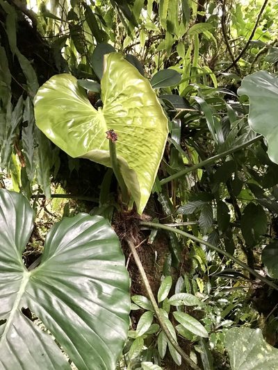 Philodendron schottianum, photographed by Rose Zappa
