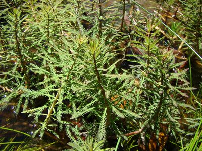 Myriophyllum robustum, photographed by Lisa Bennett