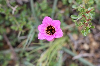 Rhodolirium andicola, photographed by Romi Galeota Lencina