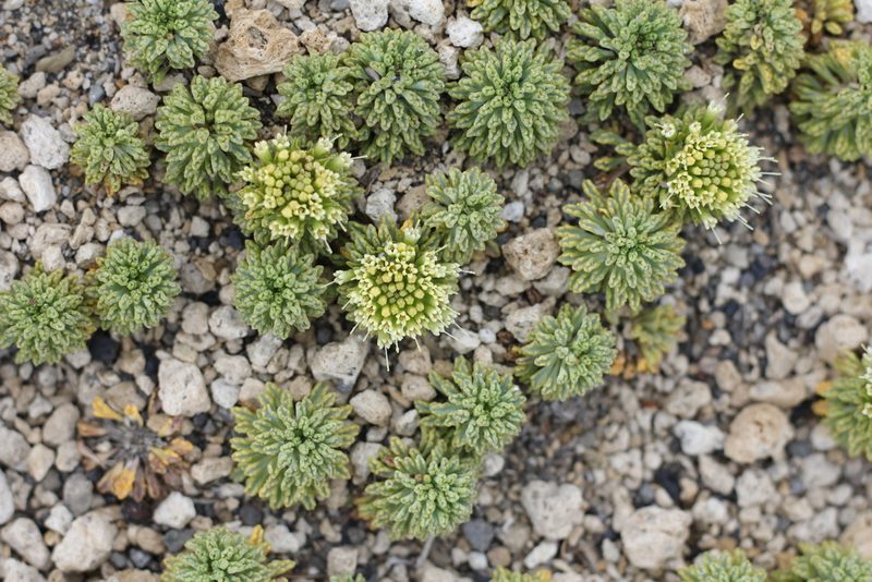 Moschopsis dentata, photographed by Romi Galeota Lencina