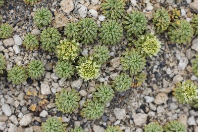 Moschopsis dentata, photographed by Romi Galeota Lencina