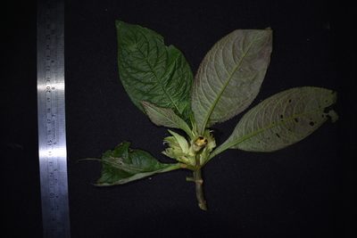 Drymonia foliacea, photographed by Círculo de Investigación en Taxonomía, Florística y Ecología Vegetal
